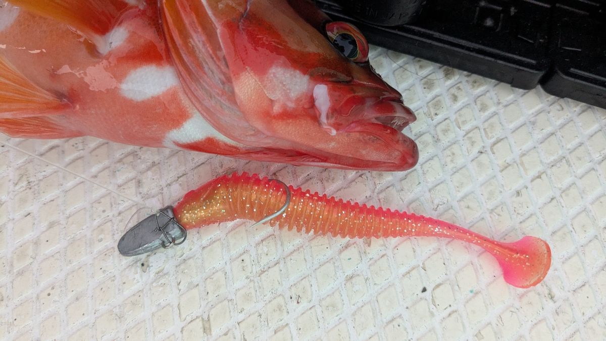 さゆりーぬさんの釣果 2枚目の画像