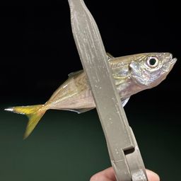 アジ