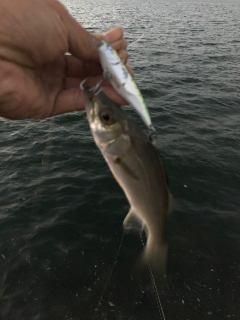 セイゴ（マルスズキ）