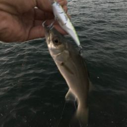 セイゴ（マルスズキ）