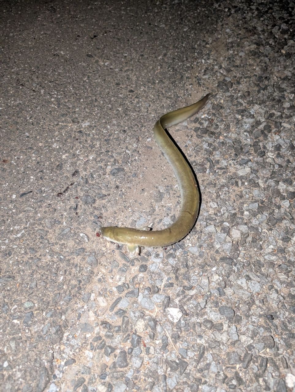 ウナギ