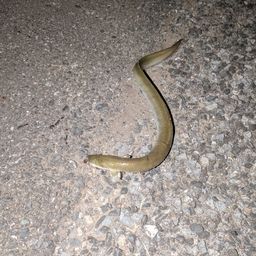 ウナギ