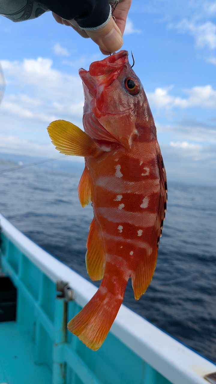 さゆりーぬさんの釣果 1枚目の画像