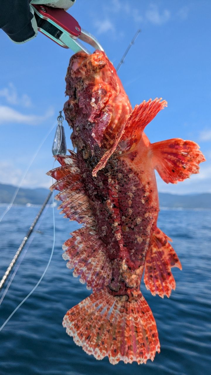 さゆりーぬさんの釣果 1枚目の画像
