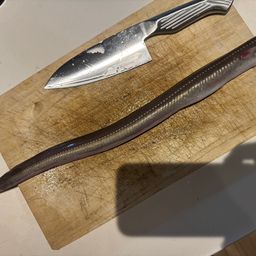 アナゴ