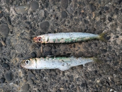 ウルメイワシの釣果