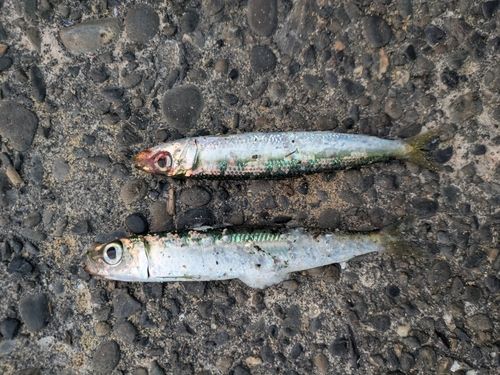 ウルメイワシの釣果