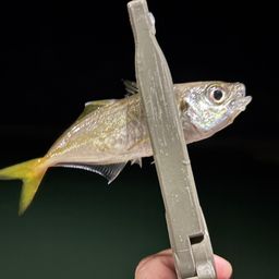 アジ