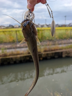 ナマズの釣果