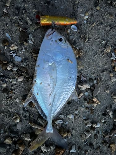 メッキの釣果