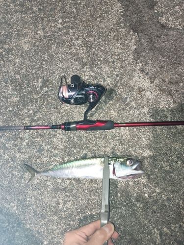 サバの釣果