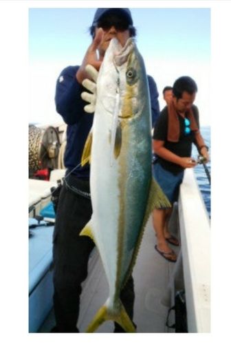 ヒラマサの釣果