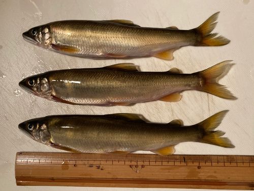 アユの釣果