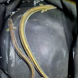ウナギ