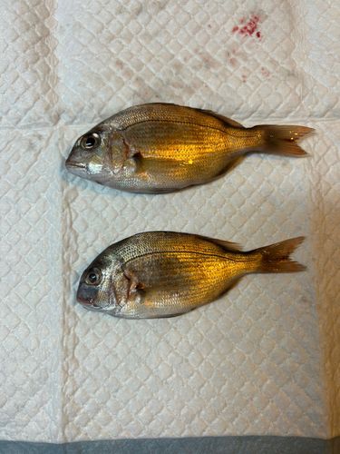 チャリコの釣果