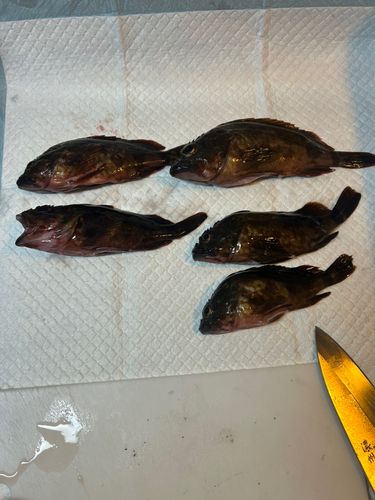 カサゴの釣果