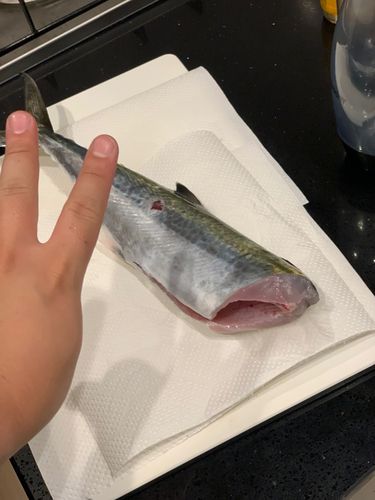 サゴシの釣果