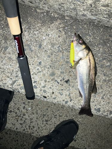セイゴ（マルスズキ）の釣果