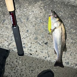 セイゴ（マルスズキ）