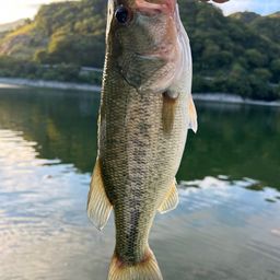 ブラックバス
