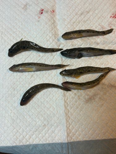 ハゼの釣果