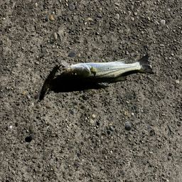 セイゴ（マルスズキ）