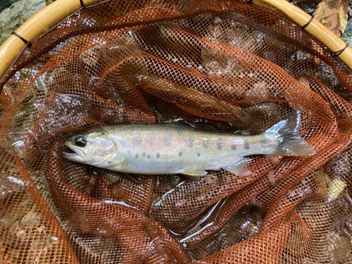 ヤマメの釣果