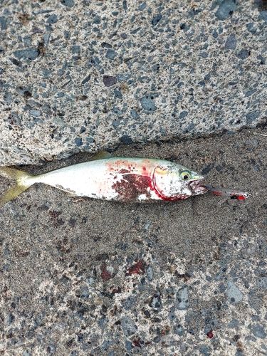 ワカシの釣果