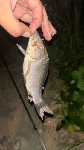 マブナの釣果
