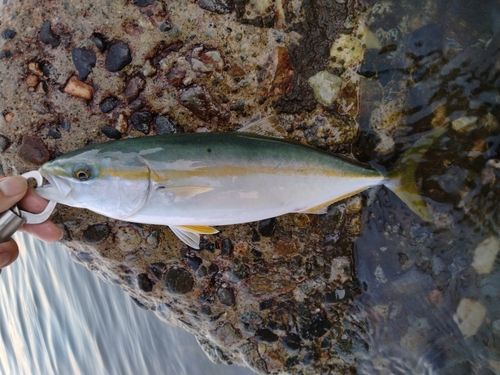 ツバイソの釣果