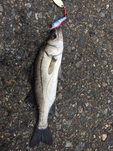 セイゴ（マルスズキ）の釣果