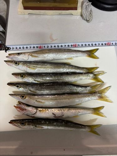 カマスの釣果