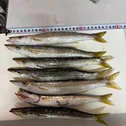 カマス