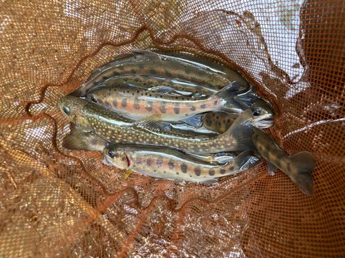 ヤマメの釣果