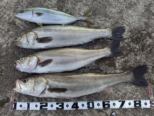 アメリカンキャットフィッシュの釣果