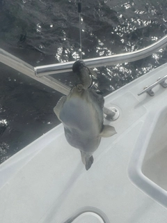 トラフグの釣果