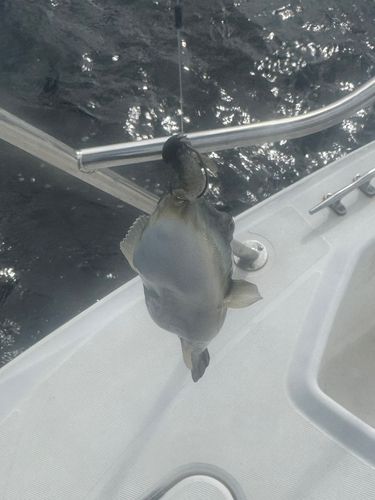 トラフグの釣果