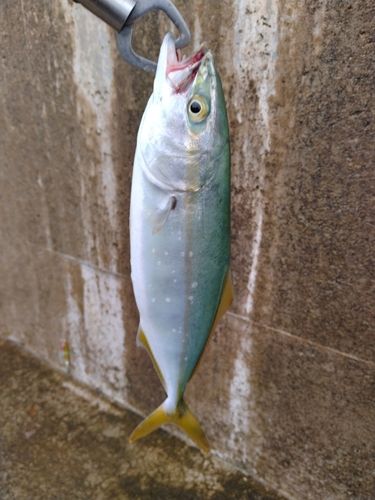 ツバイソの釣果