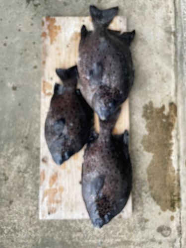 イシガキダイの釣果