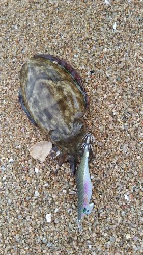コウイカの釣果