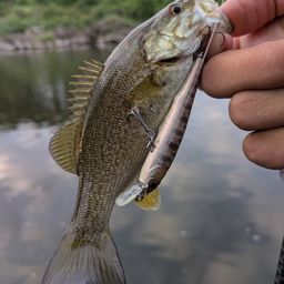 スモールマウスバス