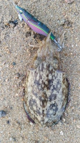 コウイカの釣果