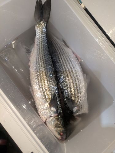 ボラの釣果