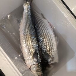 ボラ