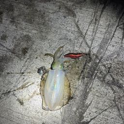 アオリイカ