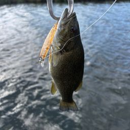 スモールマウスバス