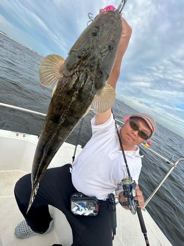 マゴチの釣果