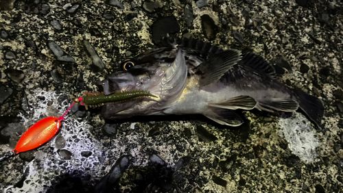 クロソイの釣果
