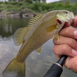 スモールマウスバス
