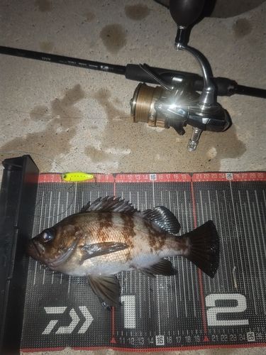 メバルの釣果